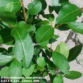 /album/fotogaleria/a00842e-vtaci-zob-vajcolisty-vajcovitolisty-v-crepniku-3l-ligustrum-ovalifolium-jpg/